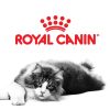 Guide complet Royal Canin Maroc Nutrition premium pour chiens et chats