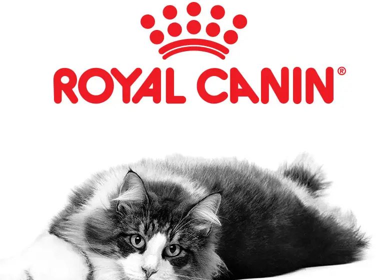 Guide complet Royal Canin Maroc Nutrition premium pour chiens et chats