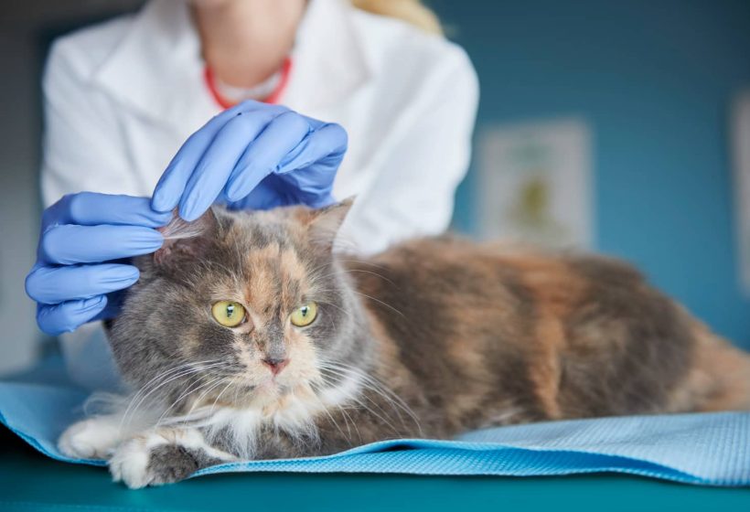 Il est recommandé de procéder à la stérilisation de chats entre 6 mois et 1 an.